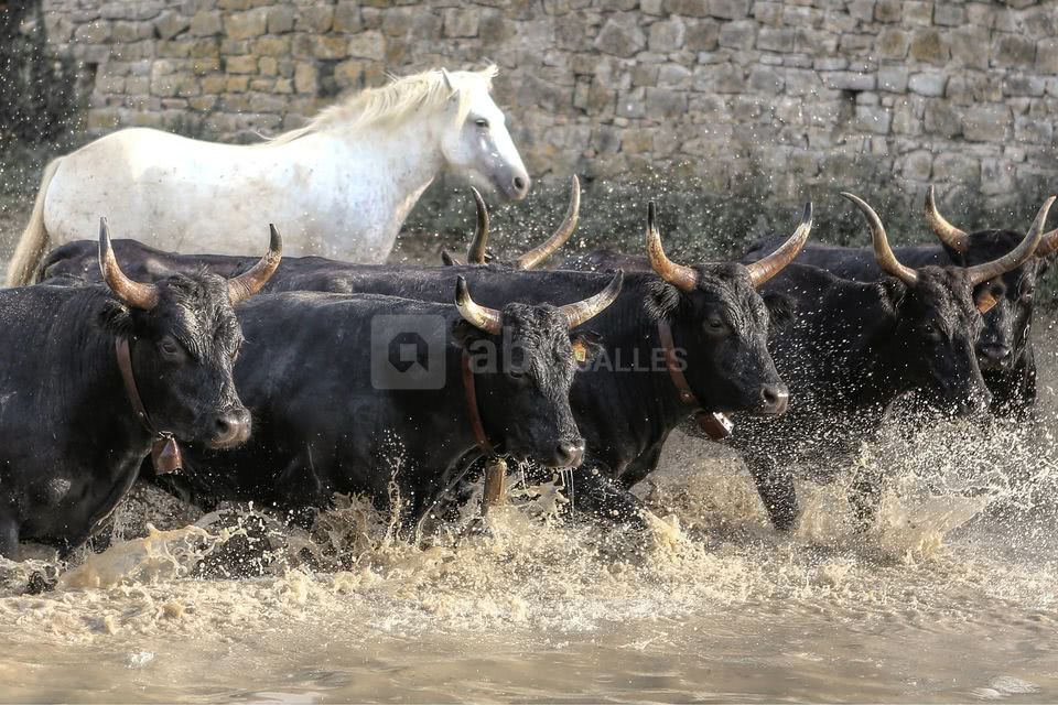 Les taureaux