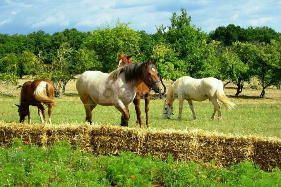 Prairie avec chevaux et bottes de paille