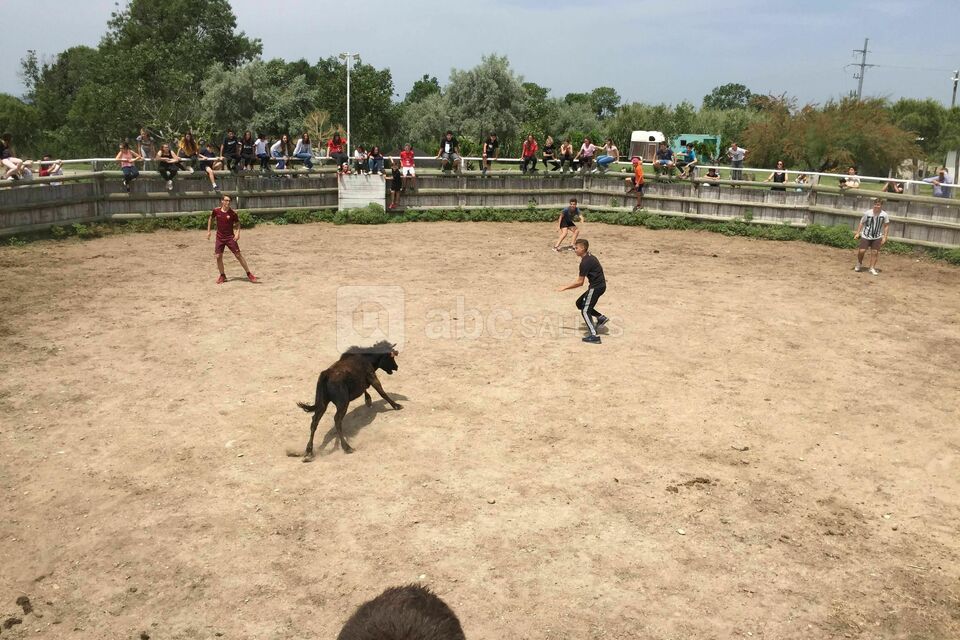 Animations camarguaises