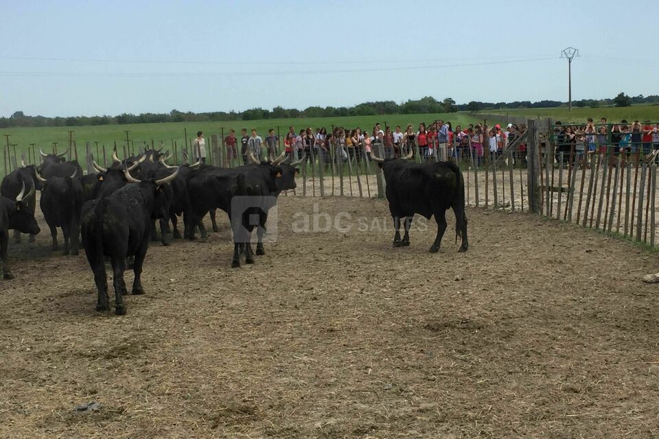 Manade Claude Chaballier