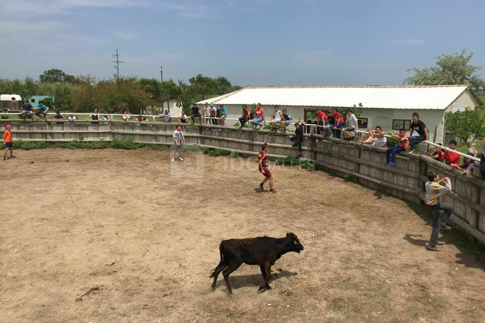 Manade Claude Chaballier