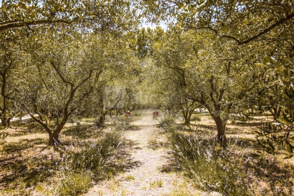 Olivette et Jardin de Langel