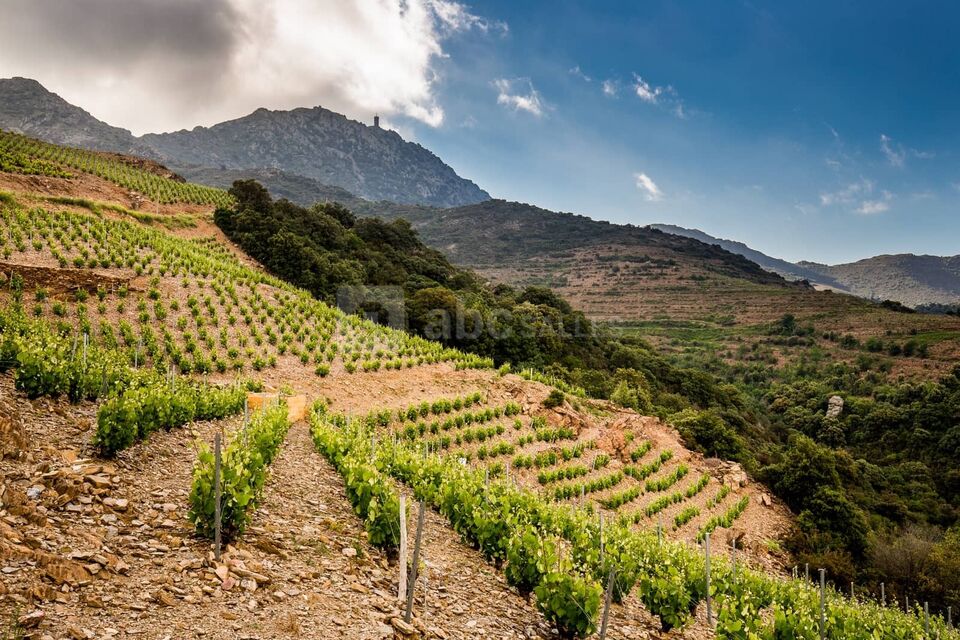 Domaine Saint Thomas