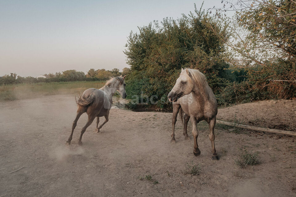 Chevaux camarguais