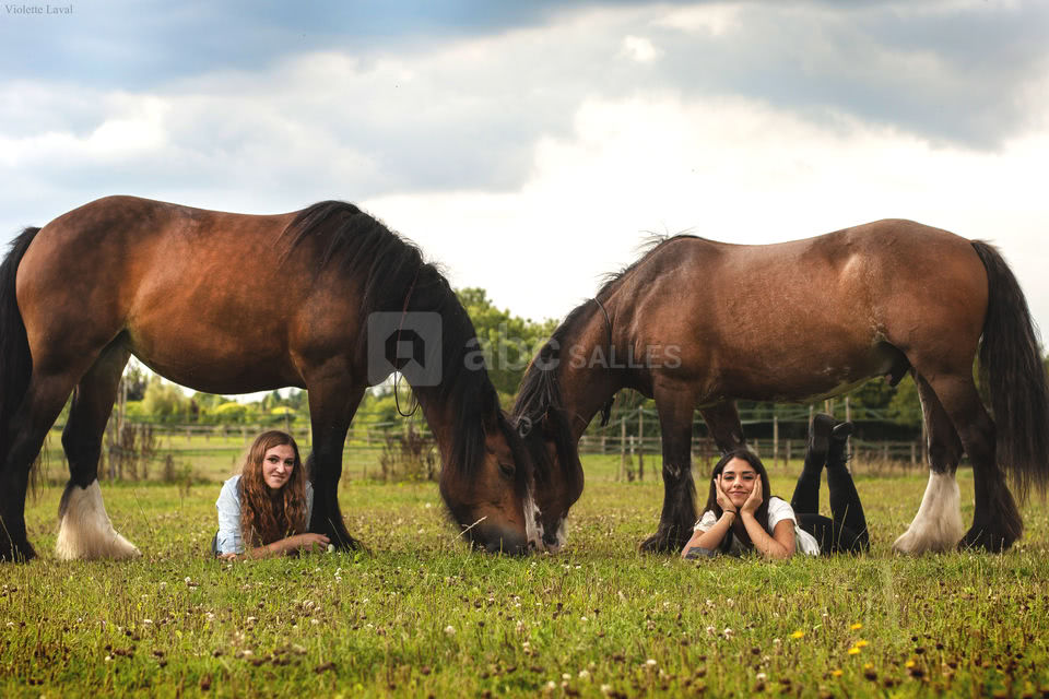 Chevaux en décor naturel