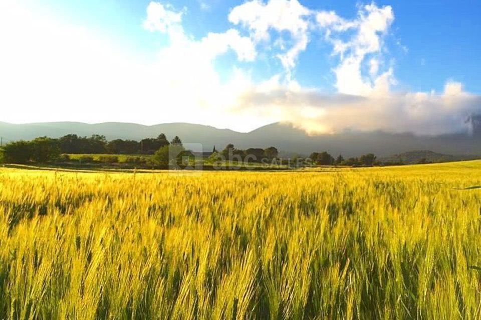 Champ de blé