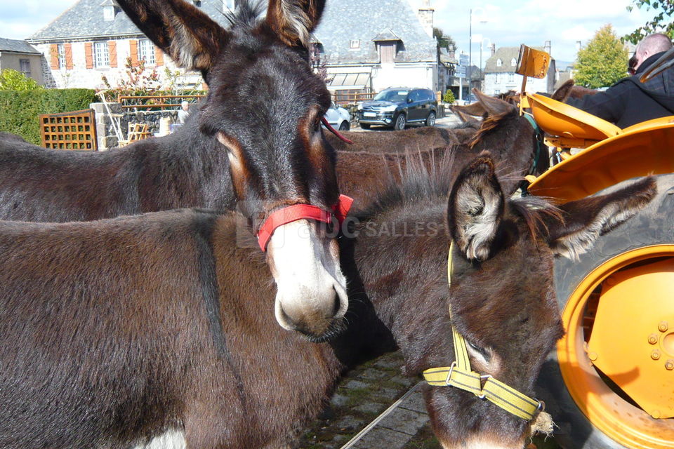 Le Grand Gite Destination Aubrac