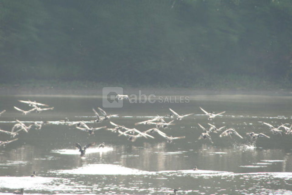 Safari photos à l'étang neuf