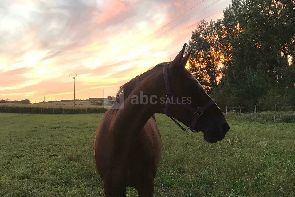 Alchimie des Colombes