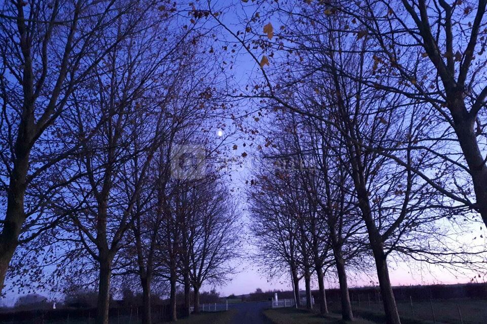 Alchimie des Colombes