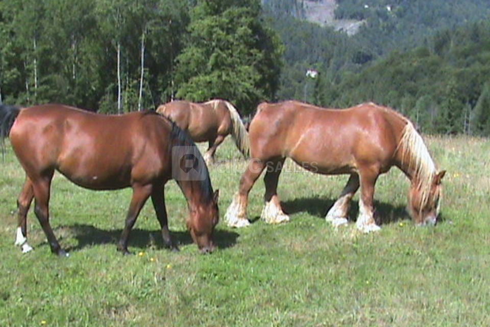 Mes chevaux