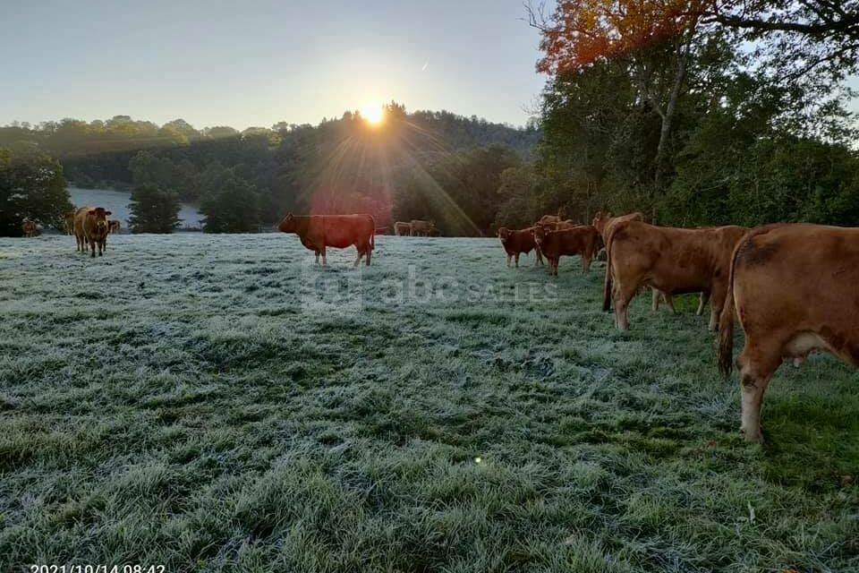 La Ferme Aux Limousines d'Urfé