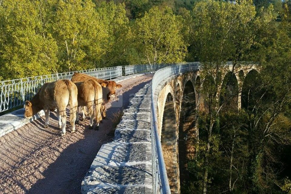 La Ferme Aux Limousines d'Urfé