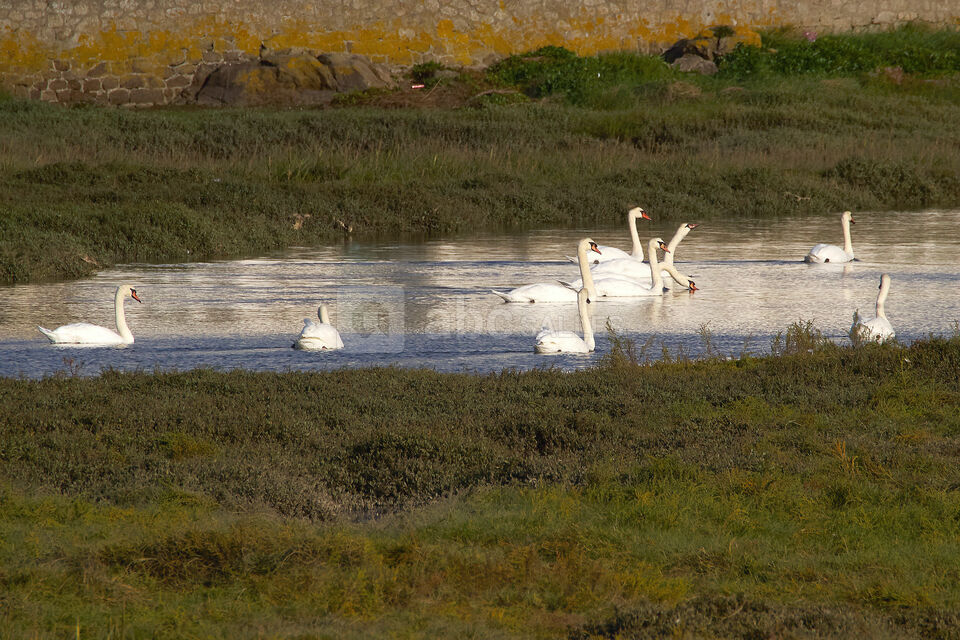 Les cygnes aux alentours