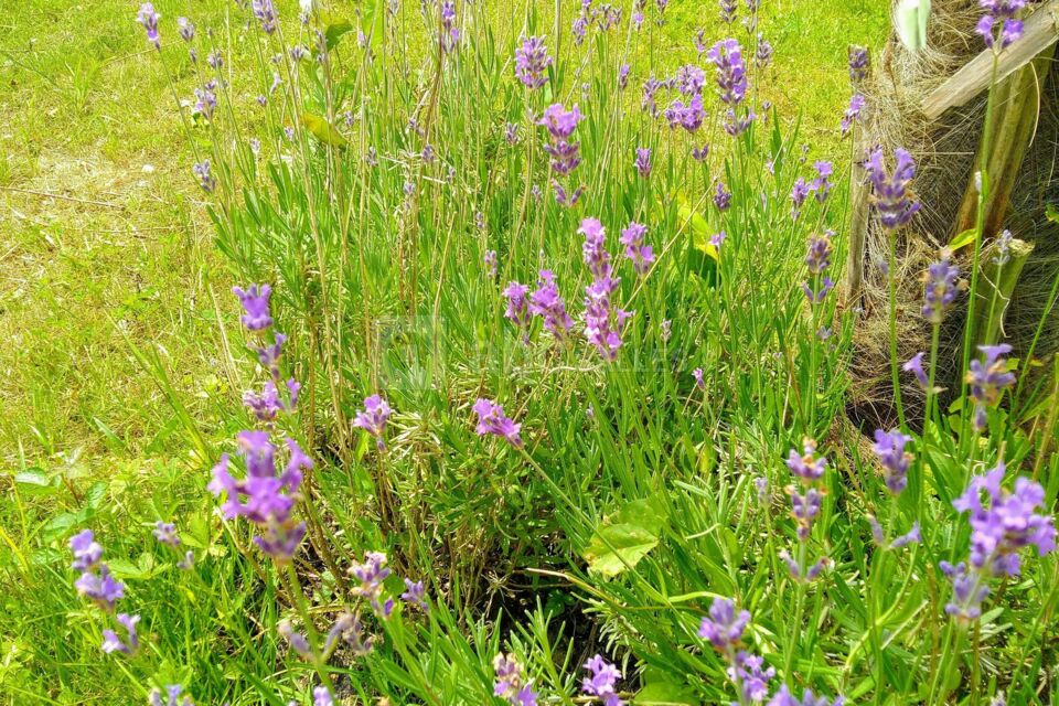Domaine le Vieux Moulin