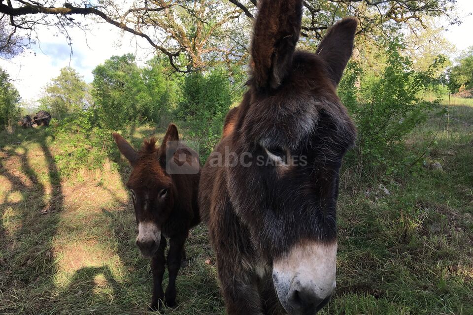 Le Mas des 3 ânes