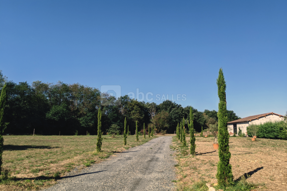 Allée de cyprès