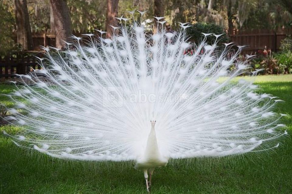 Nos paons blanc