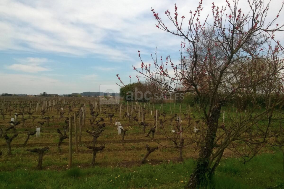 Les Vignes