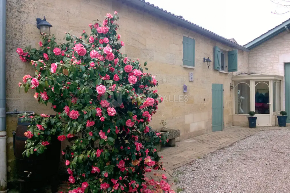 Les Vignes