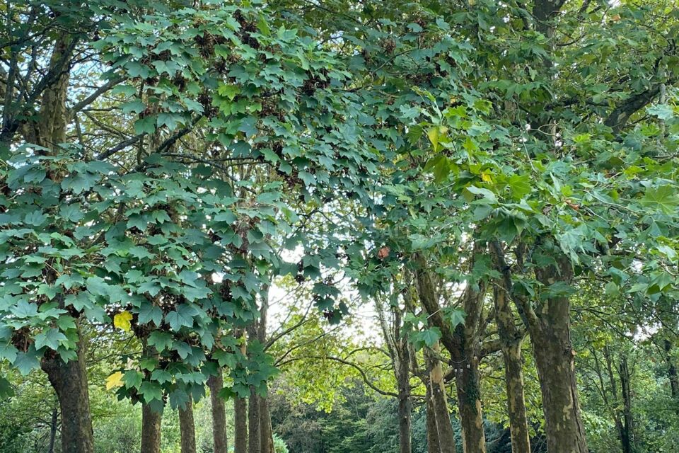 Domaine du Bois Coquet