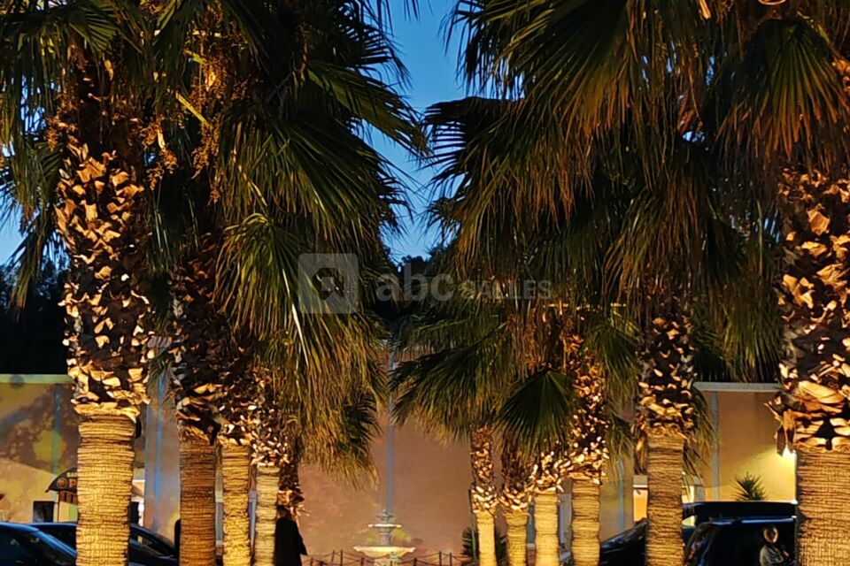O Palma